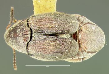 Media type: image;   Entomology 8208 Aspect: habitus dorsal view